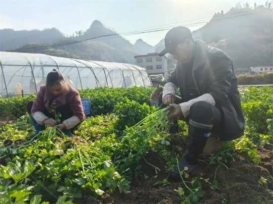 【武陵视界】碧江柑子冲村：新春蔬菜迎丰收 田间地头采摘忙