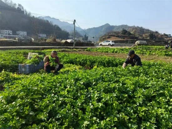 【武陵视界】碧江柑子冲村：新春蔬菜迎丰收 田间地头采摘忙