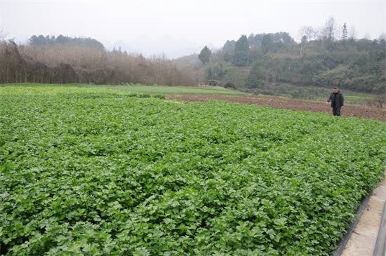 【武陵视界】碧江蔬菜种植大户育秧忙