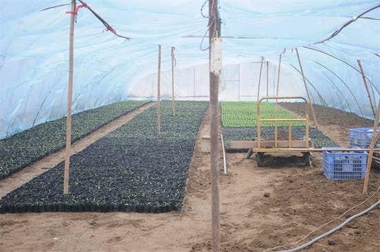 【武陵视界】碧江蔬菜种植大户育秧忙