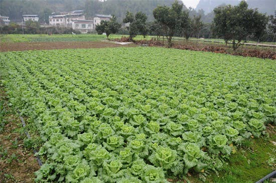 【武陵视界】碧江蔬菜种植大户育秧忙