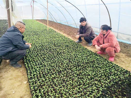 【武陵视界】碧江蔬菜种植大户育秧忙