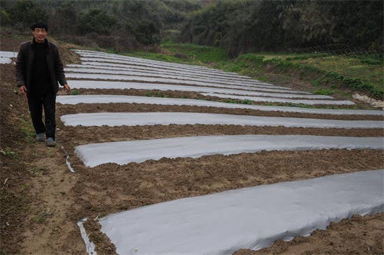 【武陵视界】碧江蔬菜种植大户育秧忙