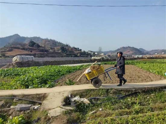 【武陵视界】碧江柑子冲村：新春蔬菜迎丰收 田间地头采摘忙