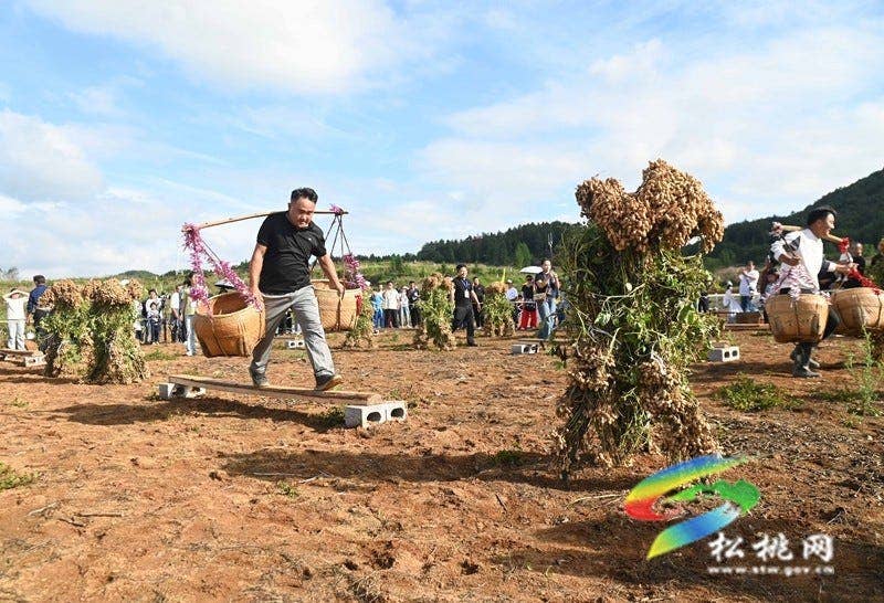 【吃贵州“晚饭”·看松桃村晚】松桃村晚·且听泥喃：走进黄板镇珍珠花生的“花样年华”