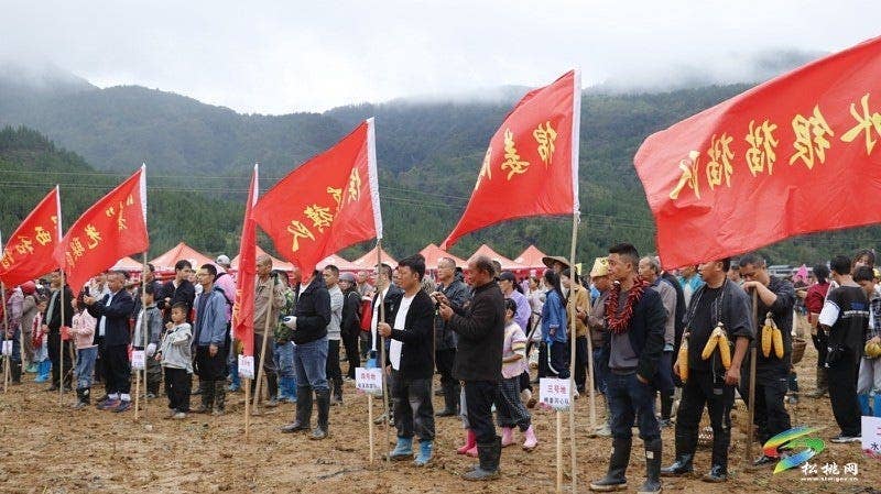 【吃贵州“晚饭”·看松桃村晚】松桃村晚·且听泥喃：普觉镇真旗屯上演乡村“薯”光盛宴