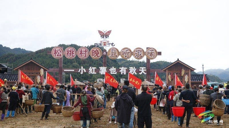 【吃贵州“晚饭”·看松桃村晚】松桃村晚·且听泥喃：普觉镇真旗屯上演乡村“薯”光盛宴