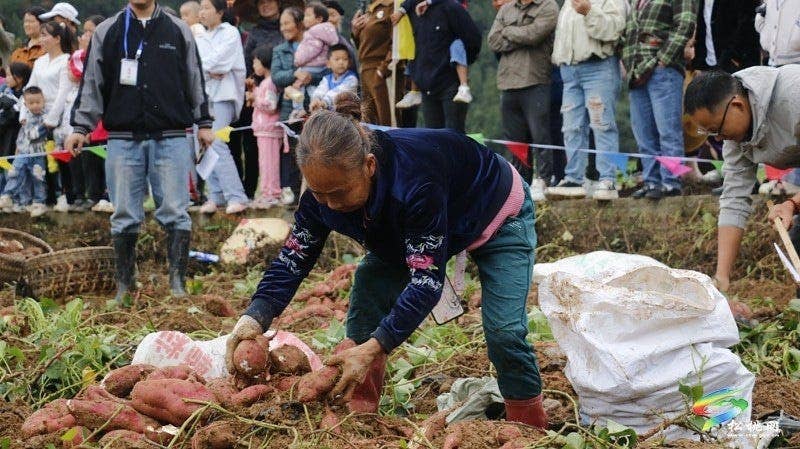 【吃贵州“晚饭”·看松桃村晚】松桃村晚·且听泥喃：普觉镇真旗屯上演乡村“薯”光盛宴
