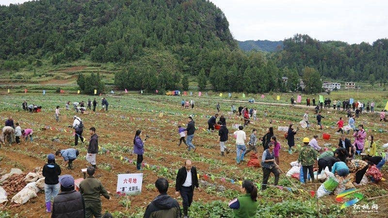 【吃贵州“晚饭”·看松桃村晚】松桃村晚·且听泥喃：普觉镇真旗屯上演乡村“薯”光盛宴
