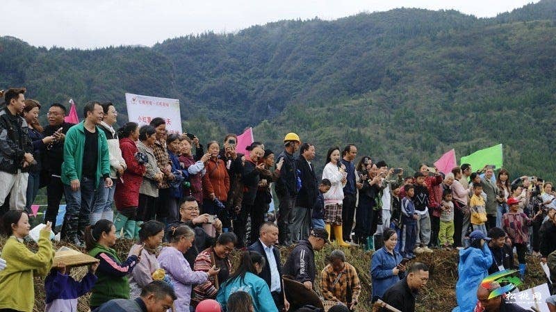 【吃贵州“晚饭”·看松桃村晚】松桃村晚·且听泥喃：普觉镇真旗屯上演乡村“薯”光盛宴
