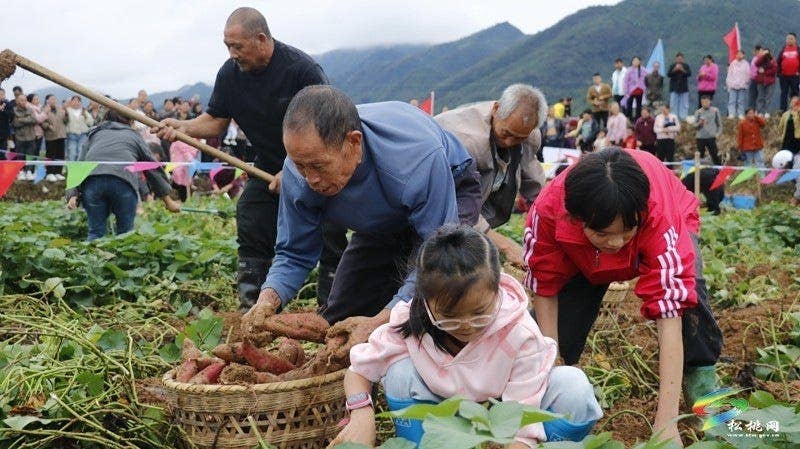 【吃贵州“晚饭”·看松桃村晚】松桃村晚·且听泥喃：普觉镇真旗屯上演乡村“薯”光盛宴