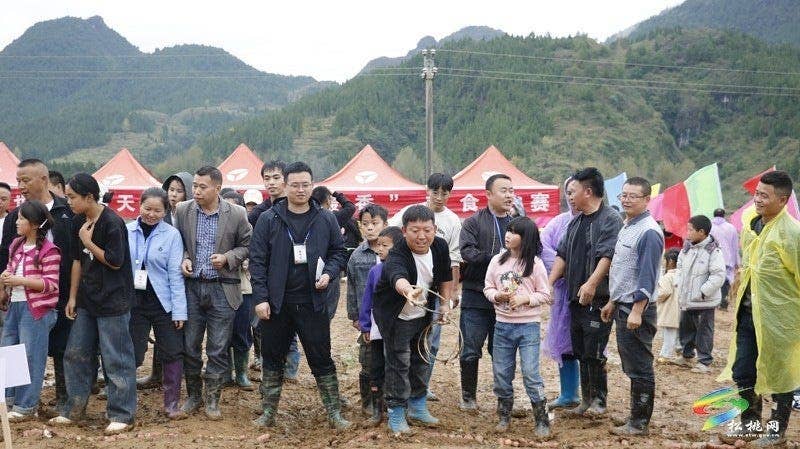【吃贵州“晚饭”·看松桃村晚】松桃村晚·且听泥喃：普觉镇真旗屯上演乡村“薯”光盛宴