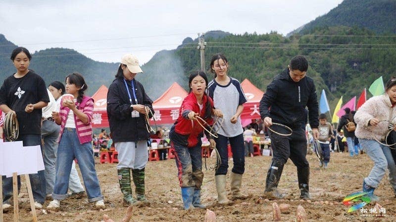 【吃贵州“晚饭”·看松桃村晚】松桃村晚·且听泥喃：普觉镇真旗屯上演乡村“薯”光盛宴