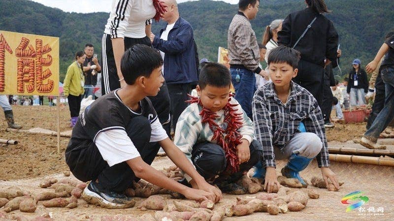 【吃贵州“晚饭”·看松桃村晚】松桃村晚·且听泥喃：普觉镇真旗屯上演乡村“薯”光盛宴