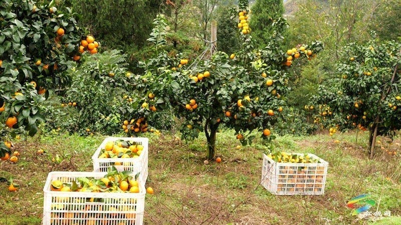 世昌街道:马甘溪果园迎丰收 “金果子”铺就乡村振兴路