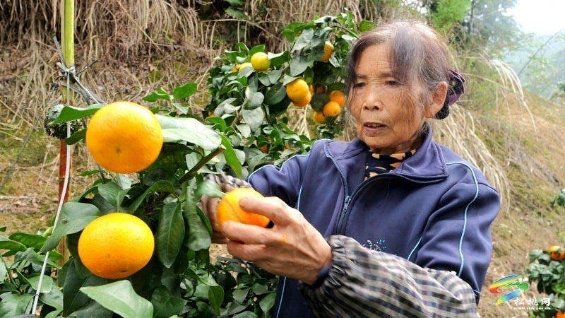 世昌街道:马甘溪果园迎丰收 “金果子”铺就乡村振兴路
