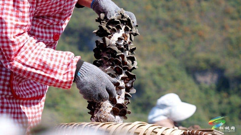 松桃石梁乡：百亩木耳迎丰收 小菌棒撑起致富梦