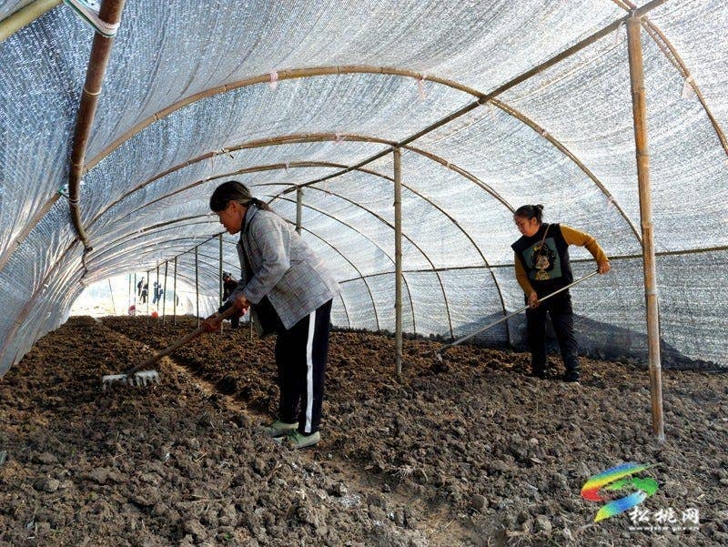 产业扎根乡村旺 松桃2000亩羊肚菌抢冬种