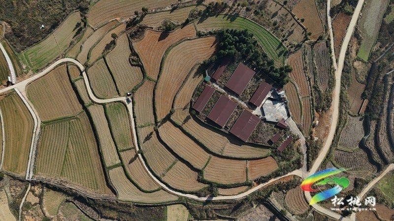 盘信镇楼台村高标农田小麦长势喜人