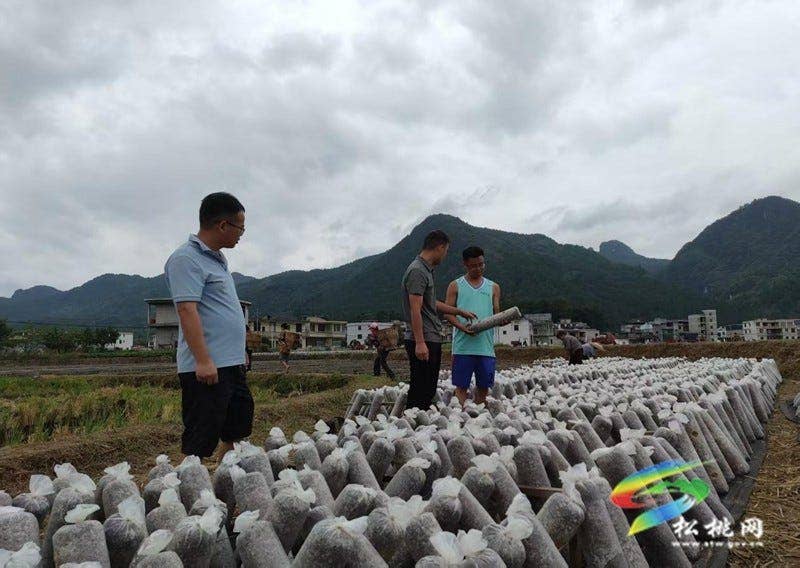 普觉镇：冬季木耳迎来摆棒高峰期