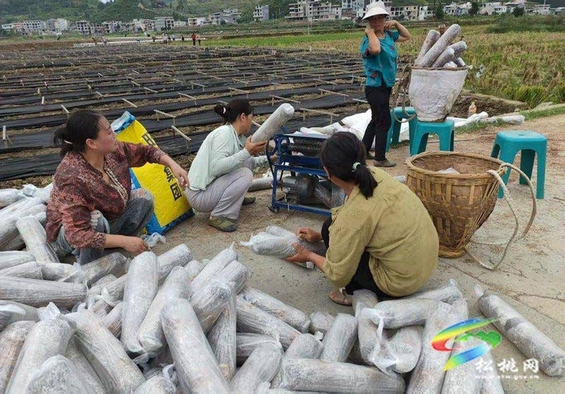 普觉镇：冬季木耳迎来摆棒高峰期