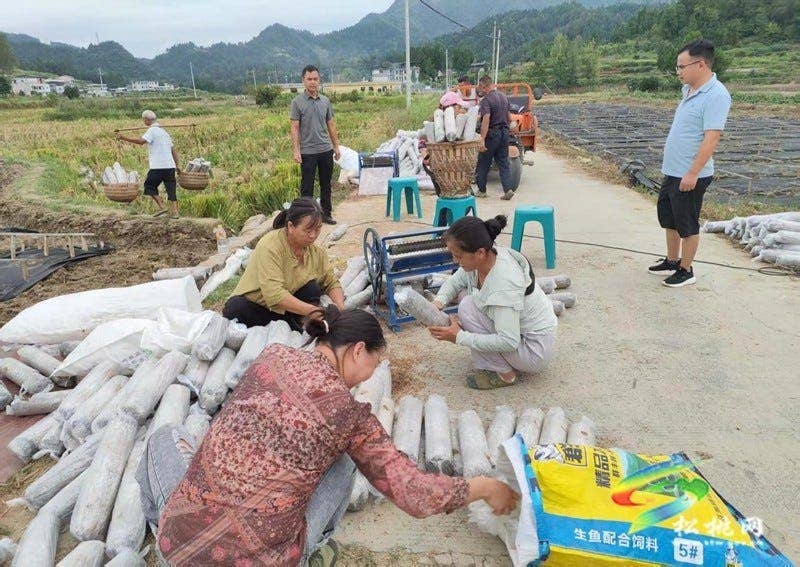 普觉镇：冬季木耳迎来摆棒高峰期