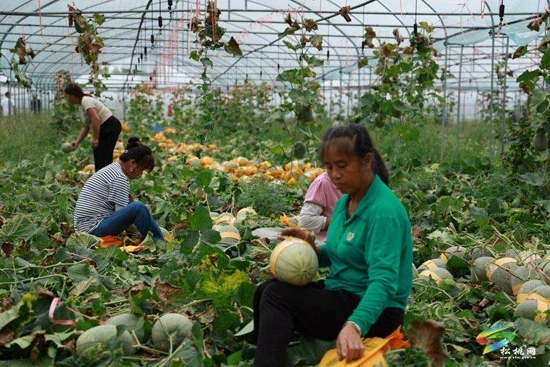 孟溪镇：以销定产稳岗就业  哈密瓜成为安置点“致富金瓜”