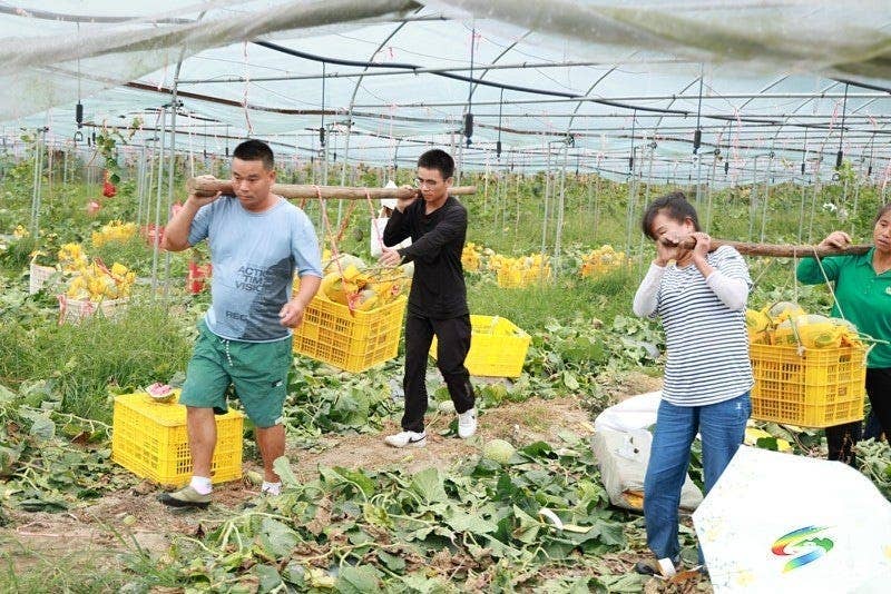 孟溪镇：以销定产稳岗就业  哈密瓜成为安置点“致富金瓜”