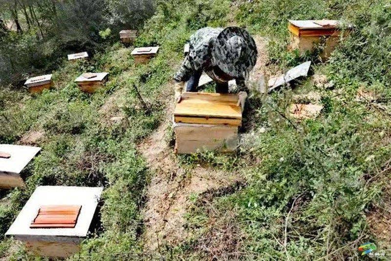 大路镇大溪村:党建引领“蜂”采路产业振兴 有“蜜”诀