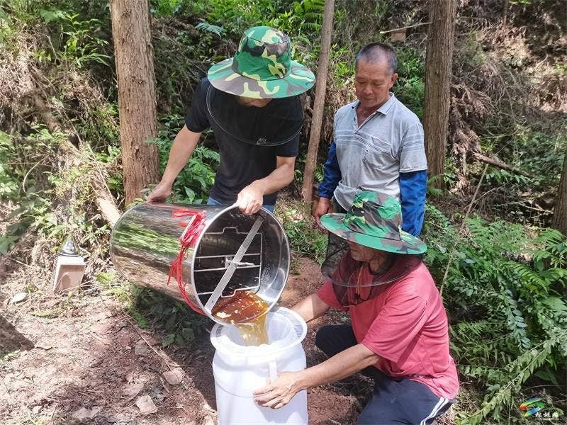 大路镇大溪村:党建引领“蜂”采路产业振兴 有“蜜”诀