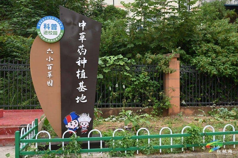 松桃第六完小:中医药科普进校园 播撒文化传承种子