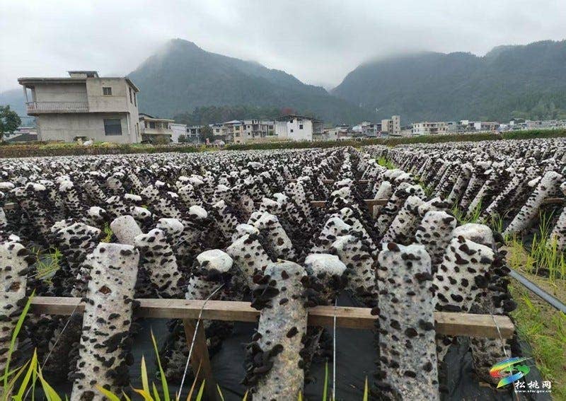 普觉镇50万棒木耳长势喜人