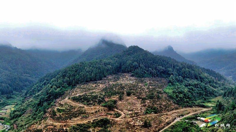 世昌街道:马甘溪果园迎丰收 “金果子”铺就乡村振兴路