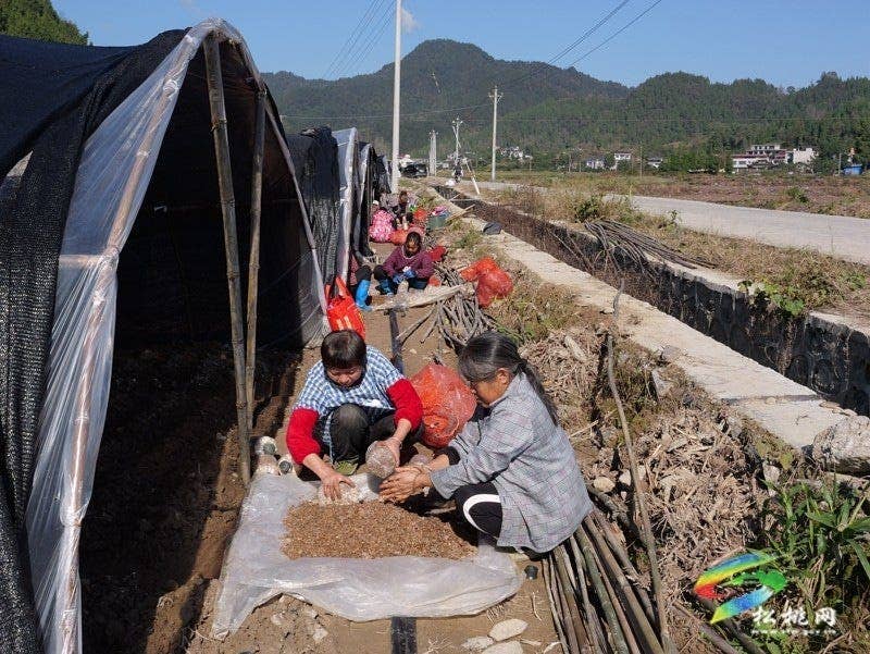 产业扎根乡村旺 松桃2000亩羊肚菌抢冬种