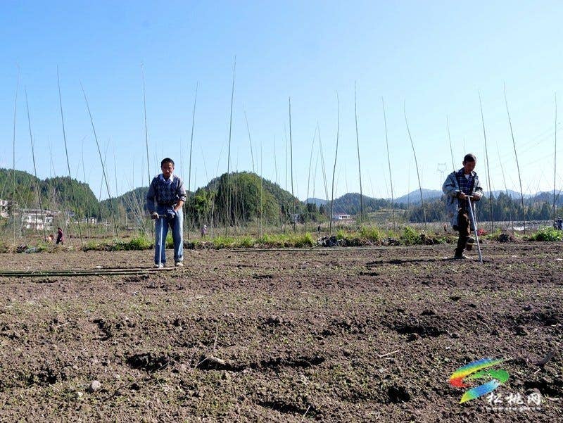 产业扎根乡村旺 松桃2000亩羊肚菌抢冬种