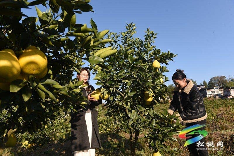 松桃大坪场镇：香柚盈枝引客来