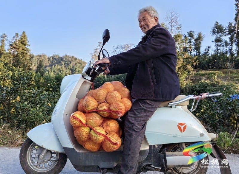 松桃大坪场镇：香柚盈枝引客来
