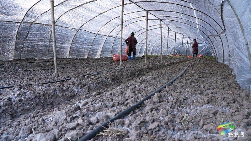 “家门口就业”促增收 羊肚菌基地为340余名工人发放11月薪资