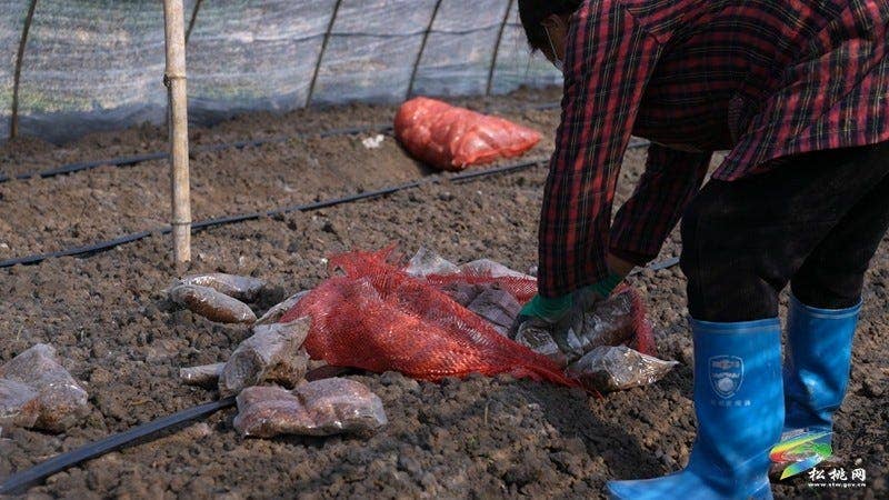 “家门口就业”促增收 羊肚菌基地为340余名工人发放11月薪资