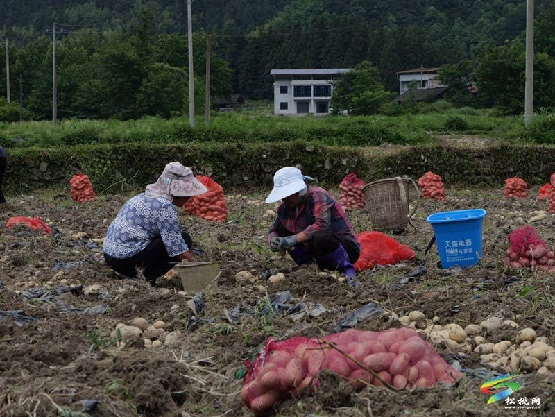 【行走松桃看四化】乌罗镇1632亩洋芋迎丰收
