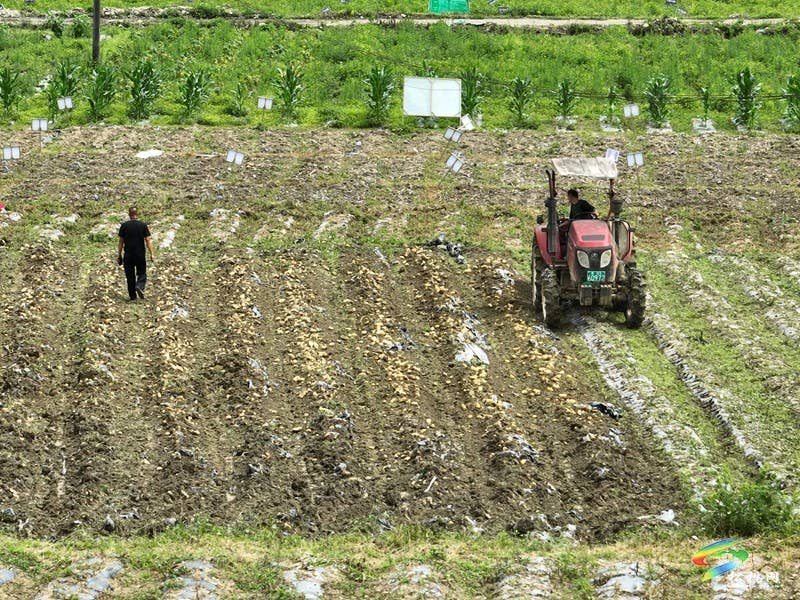 【行走松桃看四化】乌罗镇1632亩洋芋迎丰收