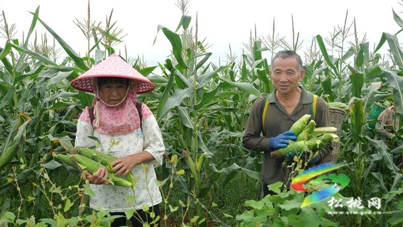 【神奇松桃·魅力苗乡】松桃：鲜食玉米迎丰收 特色产业助农增收