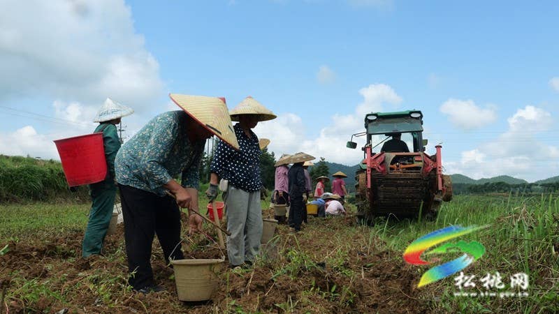 【神奇松桃·魅力苗乡】长兴堡镇：红皮黄心洋芋丰收上市 “土蛋蛋”变成“金疙瘩”