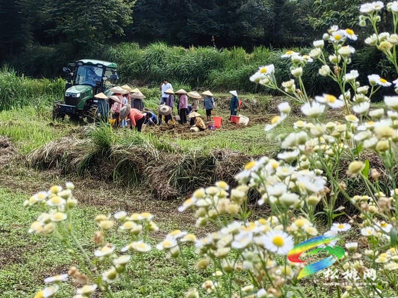 【神奇松桃·魅力苗乡】长兴堡镇：红皮黄心洋芋丰收上市 “土蛋蛋”变成“金疙瘩”