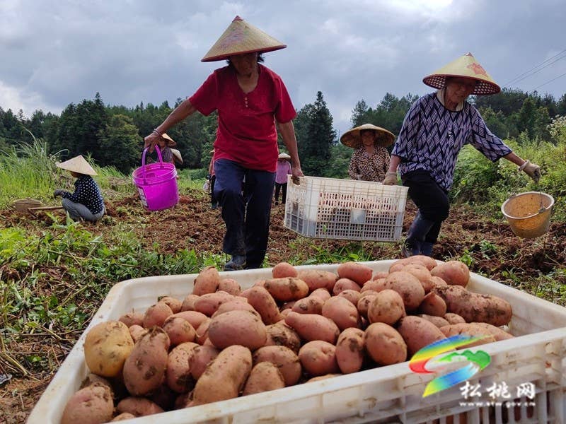 【神奇松桃·魅力苗乡】长兴堡镇：红皮黄心洋芋丰收上市 “土蛋蛋”变成“金疙瘩”