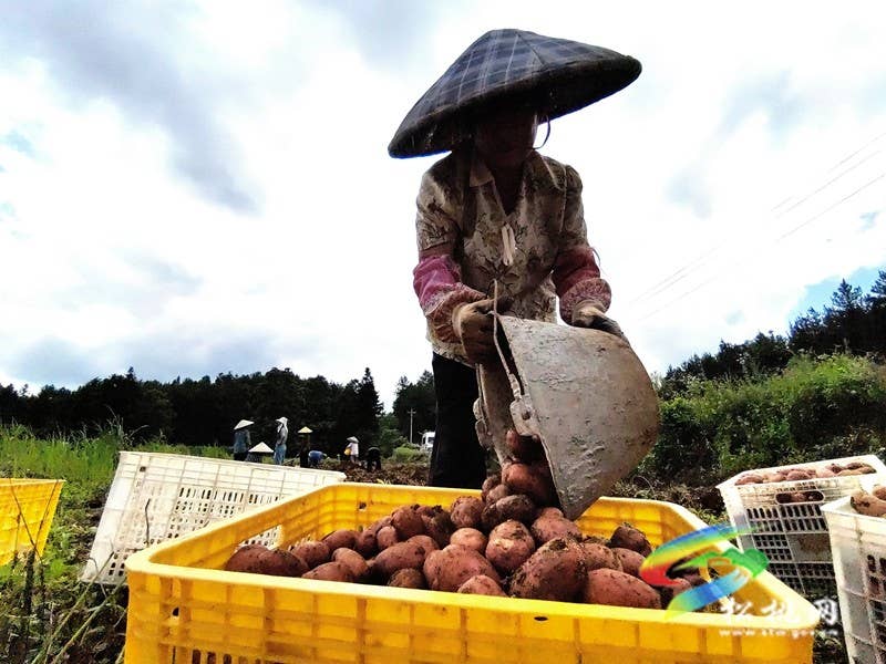 【神奇松桃·魅力苗乡】长兴堡镇：红皮黄心洋芋丰收上市 “土蛋蛋”变成“金疙瘩”