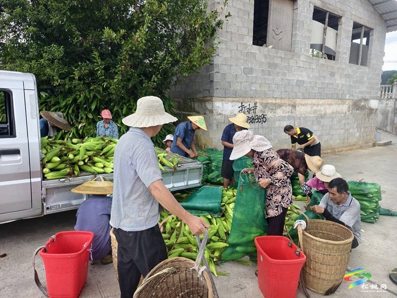 【神奇松桃·魅力苗乡】长兴堡镇：千亩鲜食玉米采收正酣 订单农业铺就增收“金色路”