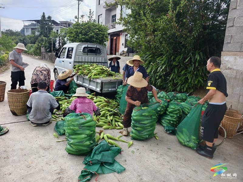 【神奇松桃·魅力苗乡】长兴堡镇：千亩鲜食玉米采收正酣 订单农业铺就增收“金色路”