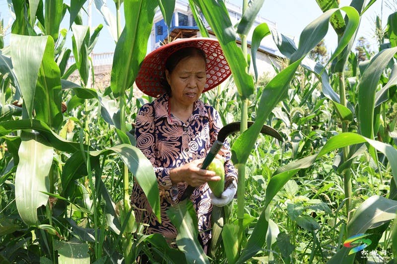 【神奇松桃·魅力苗乡】长兴堡镇：千亩鲜食玉米采收正酣 订单农业铺就增收“金色路”