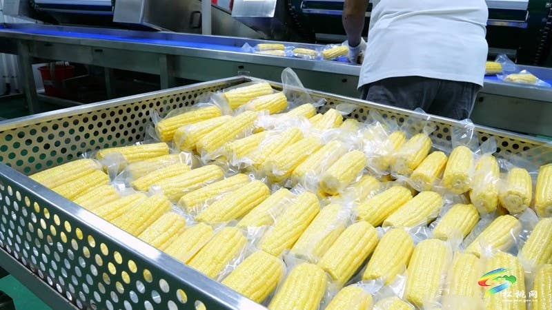 【神奇松桃·魅力苗乡】松桃：鲜食玉米延链增值  特色产业铺就增收之路